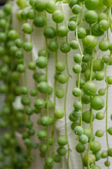 グリーンネックレス01