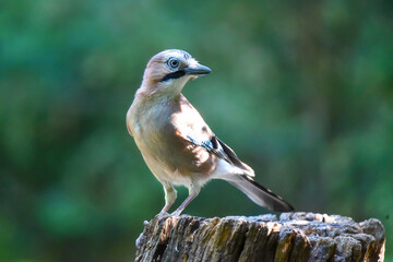 jay on a branch
