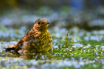 thrush takes a bath