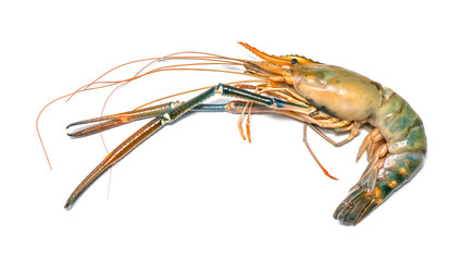 Fresh shrimp on white background,River prawn isolated on white,Giant river prawn on white background