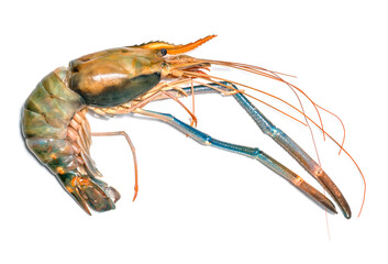 Fresh shrimp on white background,River prawn isolated on white,Giant river prawn on white background