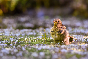 Trush taking a bath