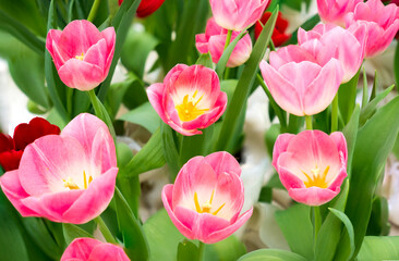 Fototapeta premium Field of Tulip Flowers in Spring.