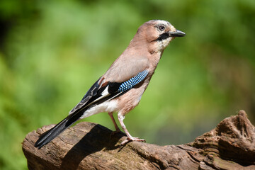 Jay on a branche of a tree