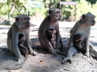 Naklejka premium monkey, animal, vector, isolated, wild, illustration, cute, primate, ape, nature, jungle, wildlife, funny, character, chimpanzee, design, happy, cartoon, zoo, tropical, set, fun, smile, mammal, exotic