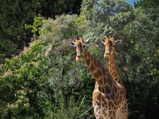 Deux girafes regardent, l'air curieux