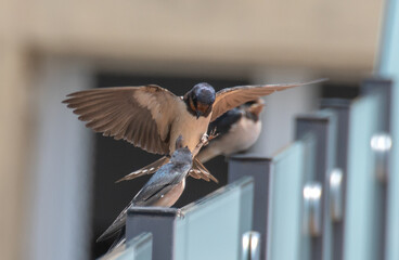 Golondrina alimentando a su cría. © Oriol