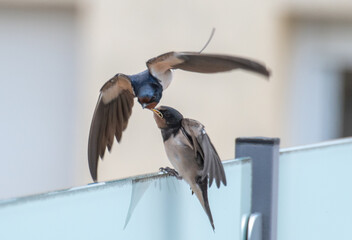 Golondrina alimentando a su cría. © Oriol