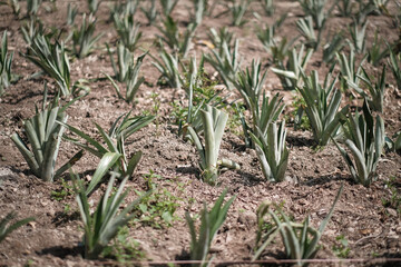 Obraz premium Pineapple tree 