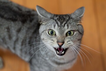 にゃーーー！　　　サバトラ猫