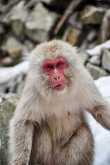 Monos de la nieve en Jigokudani park, pelaje claro,nieve de fondo,solos o de a pares