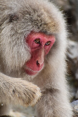Monos de la nieve en Jigokudani park, pelaje claro,nieve de fondo,solos o de a pares