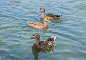 Anas platyrhynchos