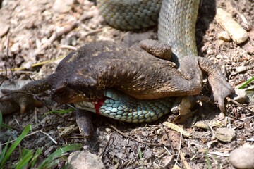 Side view of toad (bufo) bitten by collared snake (Natrix astreptophora) on a bloody front leg.