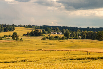 Beautiful summer landscape in the countryside