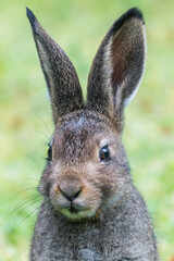 Mountain hare