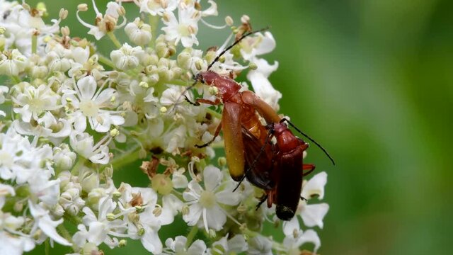 Pair of Soldier Beetle in copulation. Their Latin name is Cantharis livida.