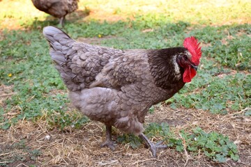 Side view of gray and black hen of the breed biblue in green grass field.