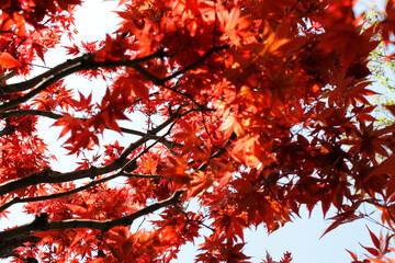 Beautiful Japanese Maple in Kyoto, Japan