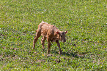 Naklejka na ściany i meble Brown cow calf in pasture. Little calf standing on fresh grass