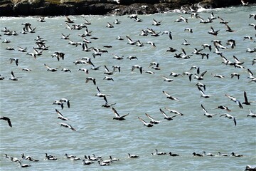 Männliche Eiderenten im Flug vor der isländischen Küste - Im Gegensatz zu den unscheinbaren weiblichen Enten haben die männlichen Enten ein schön schwarz weiß gefärbtes Gefieder.