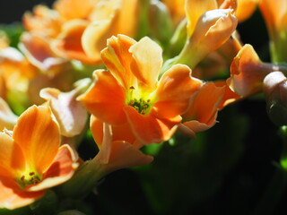 Fototapeta premium Orange flowers