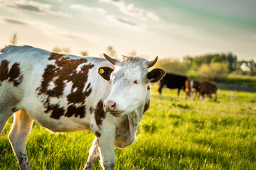 Brown and spotted cows graze in the meadow and look at the camera. Green Forest.