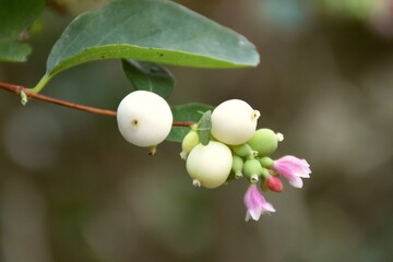 Fruit and flower of Symphoricarpos albus next to an old house.