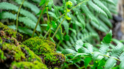 Lush green moss forest in blurry green fern Background, topical forest nature background. © phoomrat