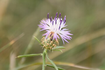 White, pink and violet flower of Centaurea aspera on side of forest road.