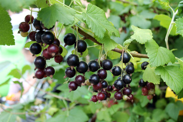Black currant berries hang on a branch. Concept of growing berries in the garden near the house