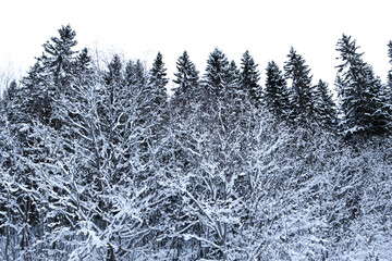 photo of snow-covered trees up close. Cold winter