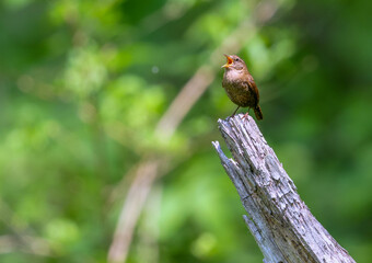 きれいな声でさえずるミソサザイ
