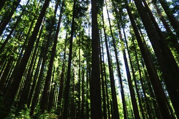 Fototapeta na wymiar Forest with lots of pine trees in Lynn Canyon Park, North Vancouver, Canada