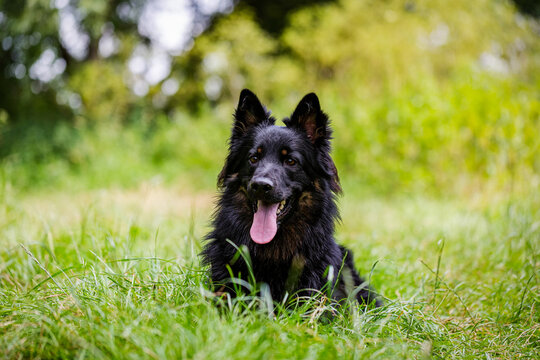 Portrait of a sitting dog. The breed is a Czech Shepherd. He has an open mouth and a pink tongue.