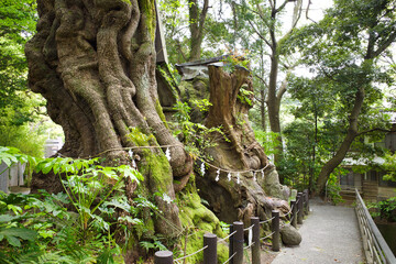 熱海 来宮神社の御神木「大楠」