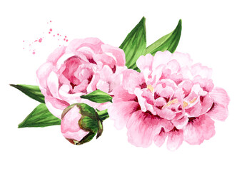 Pink peony Flowers. Hand drawn watercolor illustration isolated on white background
