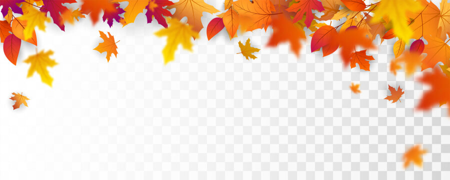 Autumn falling leaves background  Vector template.
