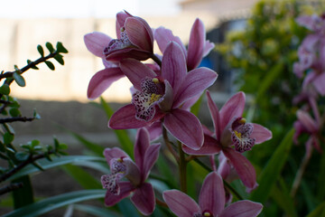 Lilac Cymbidium Orchid