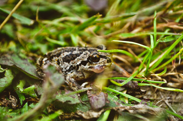 frog on the ground