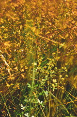 autumn leaves background