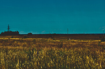 wheat field at sunset