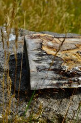 autumn leaves on the ground