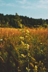autumn in the mountains