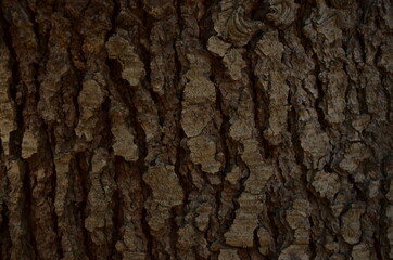 Wood texture. Wooden background. Oak bark. Macro mode. 20 July 2020 .