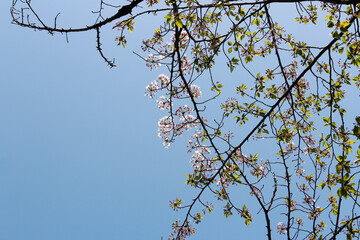 Beautiful Japanese Cherry blossoms at Osaka, Japan