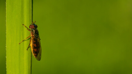 Fly on the grass blade