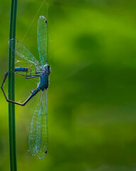 Damselfly caught by spider
