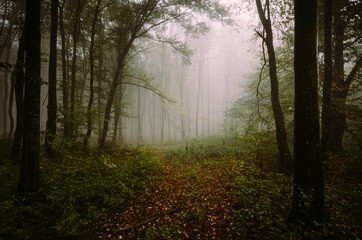 rainy autumn day with fog in the forest