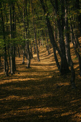 sunlight and shadowsn in autumn forest